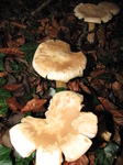 SX33142 Mushrooms near Tinkinswood burial chamber.jpg
